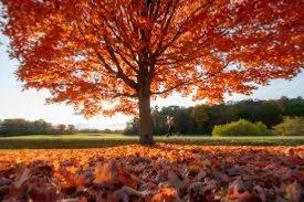 recomment-pack-image-1